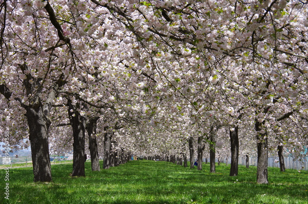 八重桜の道