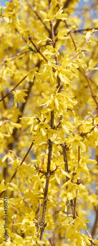 A close-up of Forsythia × intermedia or Border Forsythia in magnificent spring yellow blooms on naked branches