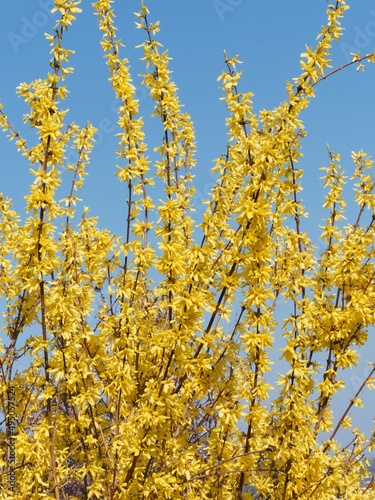 Border forsythia or common forsythia (Forsythia × intermedia) forming a graceful fountain with a profusion of luminous yellow flowers on naked branches with pale lenticel