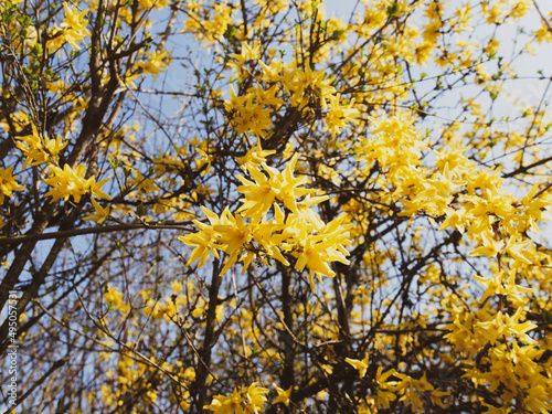 Forsythia × intermedia | Border forsythia or common forsythia