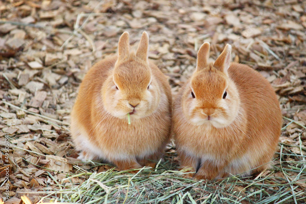 Fototapeta premium 横に並ぶ2匹のウサギ