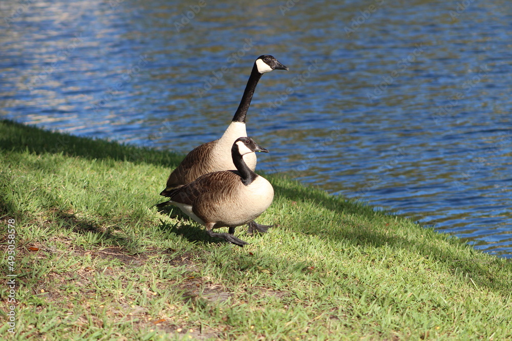 Fototapeta premium Geese On Grass On Sunny Day