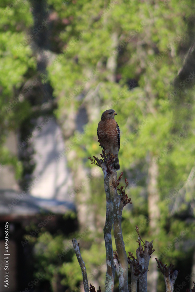 Wild Hawk On Tree Branch 