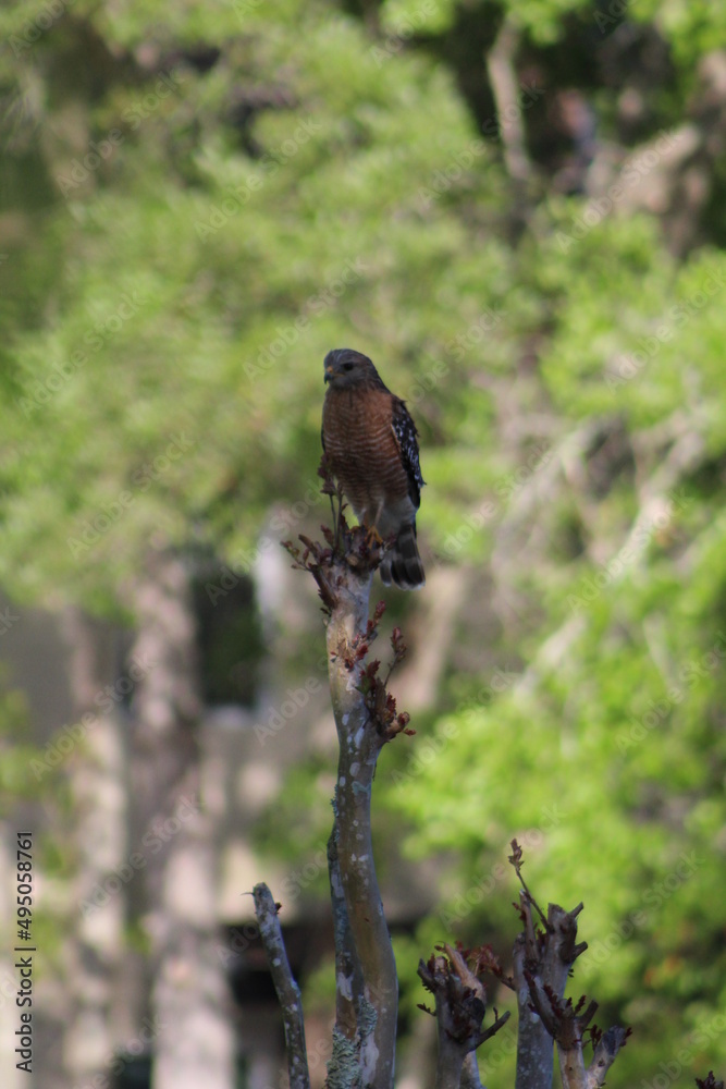 Wild Hawk On Tree Branch 