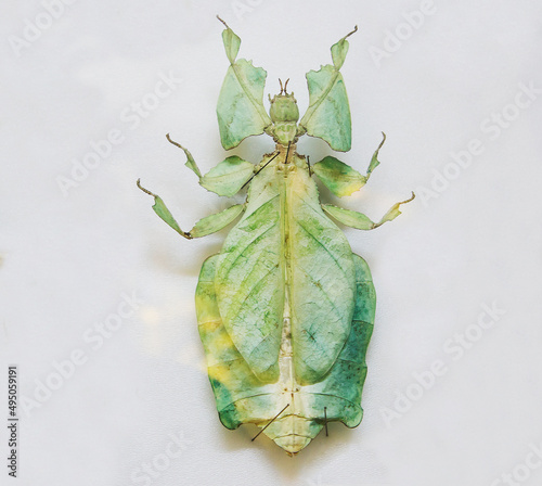 Leaf insect giant Malaysia Phyllium Giganteum. 
 This is a large insect from the order of Ghosts (Phasmatodea), very similar to a leaf of a tree. photo