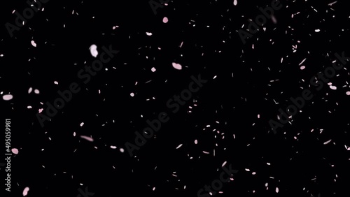 桜吹雪・舞い上がる（花びら写真）【透過動画素材】