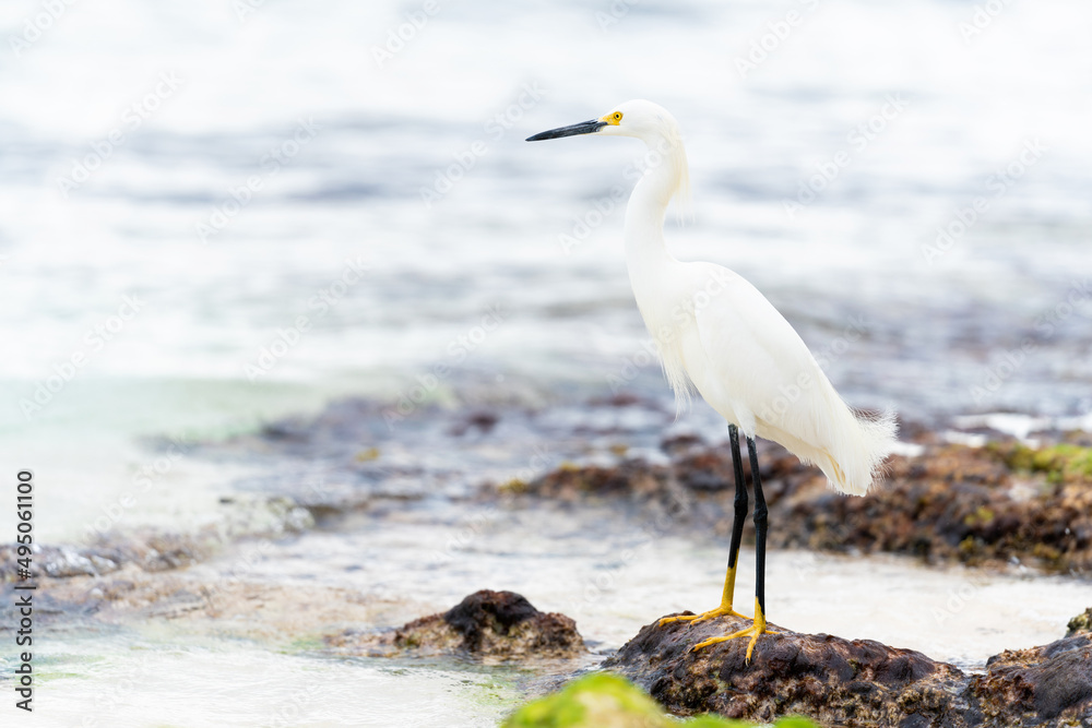 A beautiful white heron bird stands on the rocks on the Caribbean coast of the Dominican Republic.