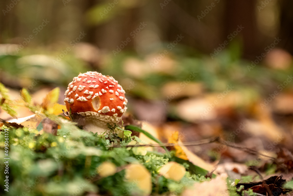 Poisonous fly agaric mushroom among green grass and yellow fallen leaves in autumnal forest Poisonous fly agaric mushroom among green grass and yellow fallen leaves in autumnal forest