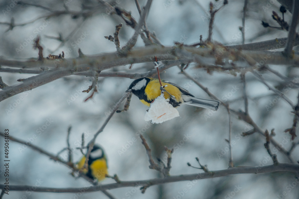 bird tit pecks suspended fat bird tit pecks suspended fat