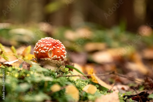 Poisonous fly agaric mushroom among green grass and yellow fallen leaves in autumnal forest