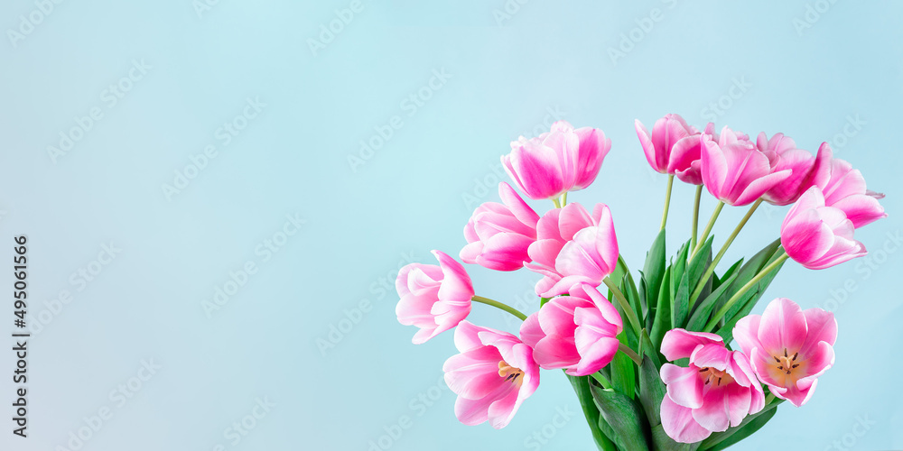 Obraz premium Banner with beautiful pink white tulips on blue background, horizontal, copy space, side view