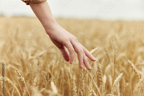 hand the farmer concerned the ripening of wheat ears in early summer endless field