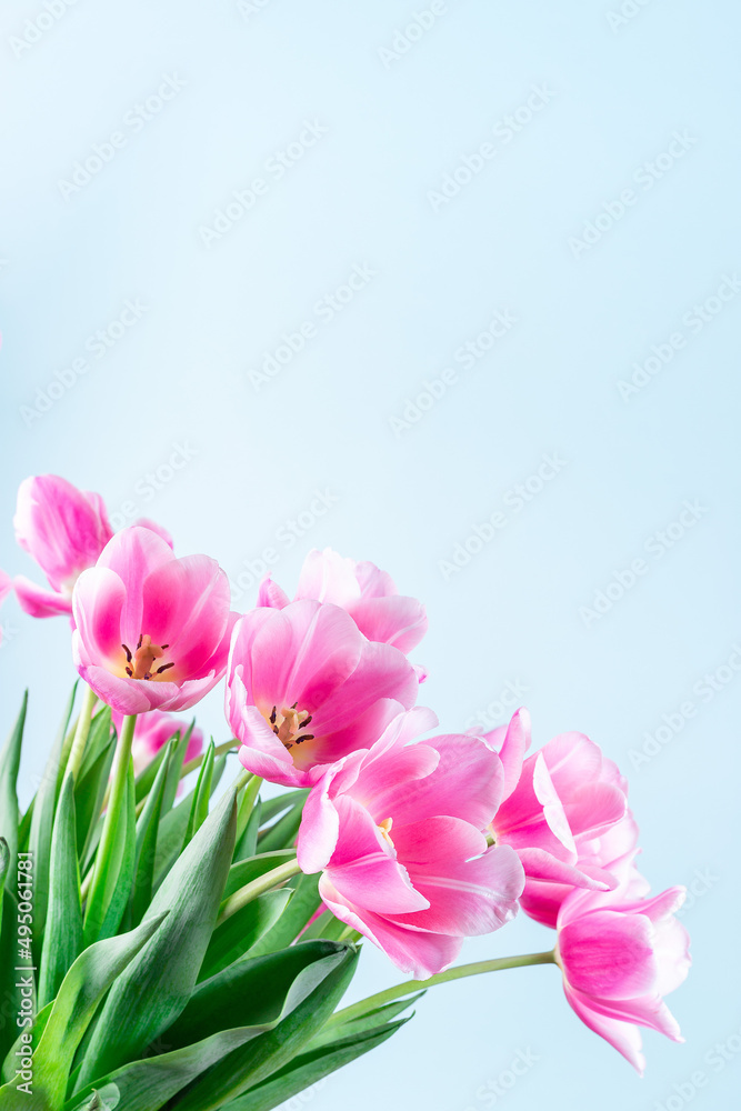 Fototapeta premium Beautiful pink white tulips on blue background, vertical, copy space, side view
