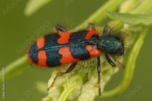 Closeup of the colorful red beewolf beetle, Trichodes apiarius from the Gard, France