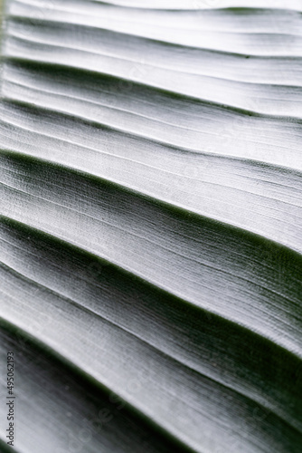 Wallpaper Mural green leaf texture with lines, natural background Torontodigital.ca