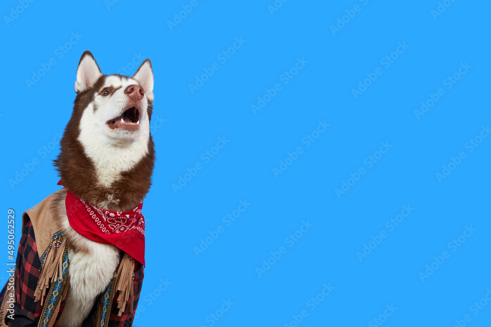 Cute dog Siberian Husky breed on blue background. Dog in cowboy outfit smiles sweetly and looks at the camera. Dog with open mouth. Dog on a ranch.