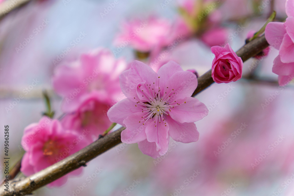 Obraz premium 柔らかい色が可愛い桃の花