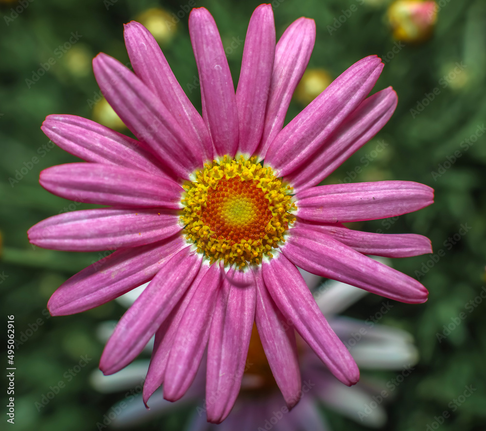 Obraz premium Bright yellow and pink Cape Marguerite daisies . Overhead view . Close up