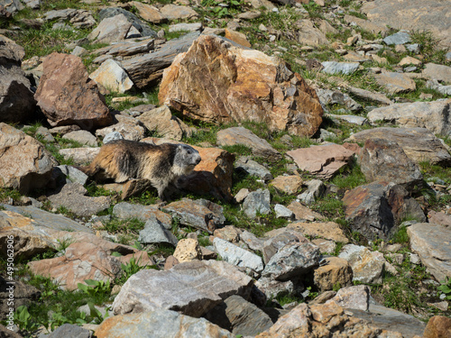 Marmot basking on stones on a sunny day