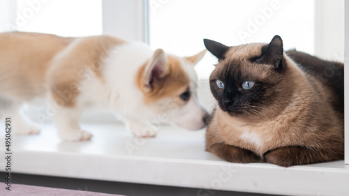 A funny Corgi puppy sniffs a Thai cat on a windowsill. © Михаил Решетников