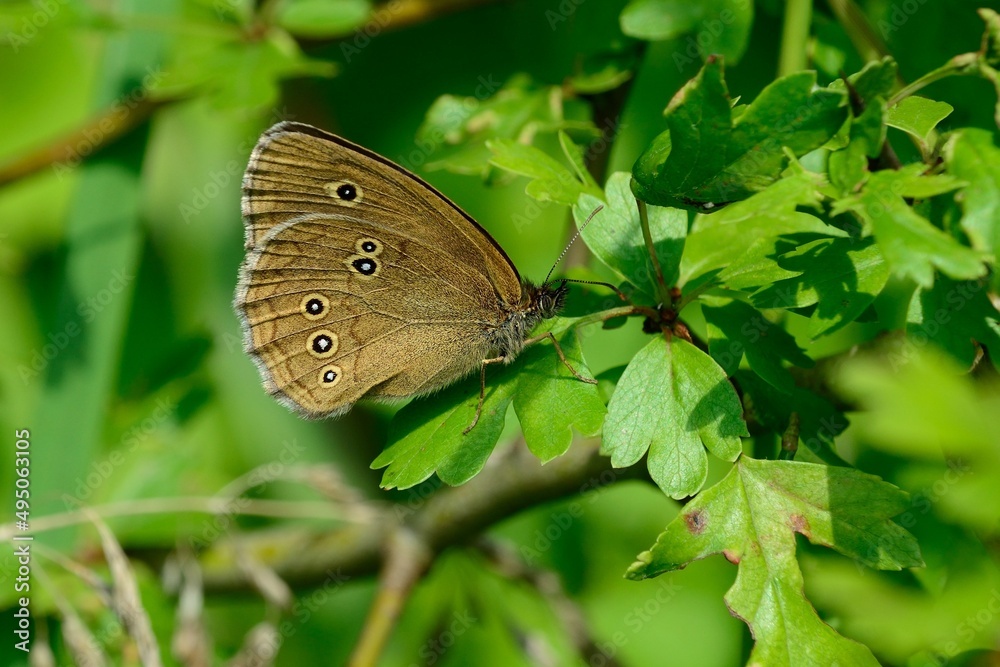 Fototapeta premium Schmetterlinge: Der Braune Waldvogel (Aphantopus hyperantus), Ringlet.