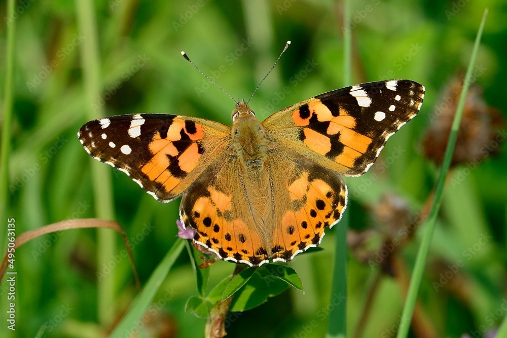 Schmetterlinge: Der Distelfalter (Vanessa cardui), Painted lady. Schmetterlinge: Der Distelfalter (Vanessa cardui), Painted lady.