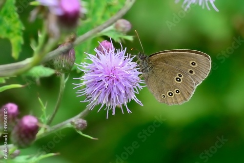 Schmetterlinge: Der Braune Waldvogel (Aphantopus hyperantus), Ringlet. photo