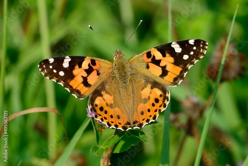 Schmetterlinge: Der Distelfalter (Vanessa cardui), Painted lady.