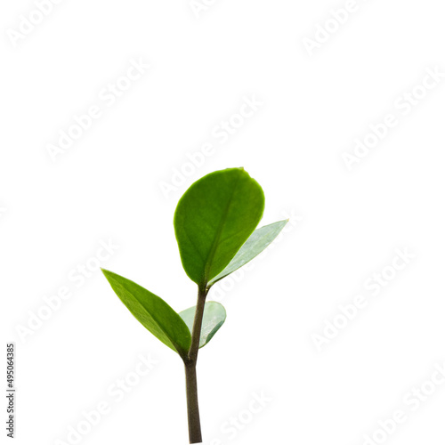 Little green plants on white background.