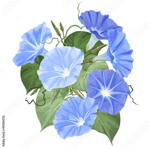Morning glory (Ipomoea) flowers, vector illustration on white background.