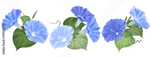 Set of morning glory (Ipomoea) flowers, hand drawn vector illustrations, isolated on white.
