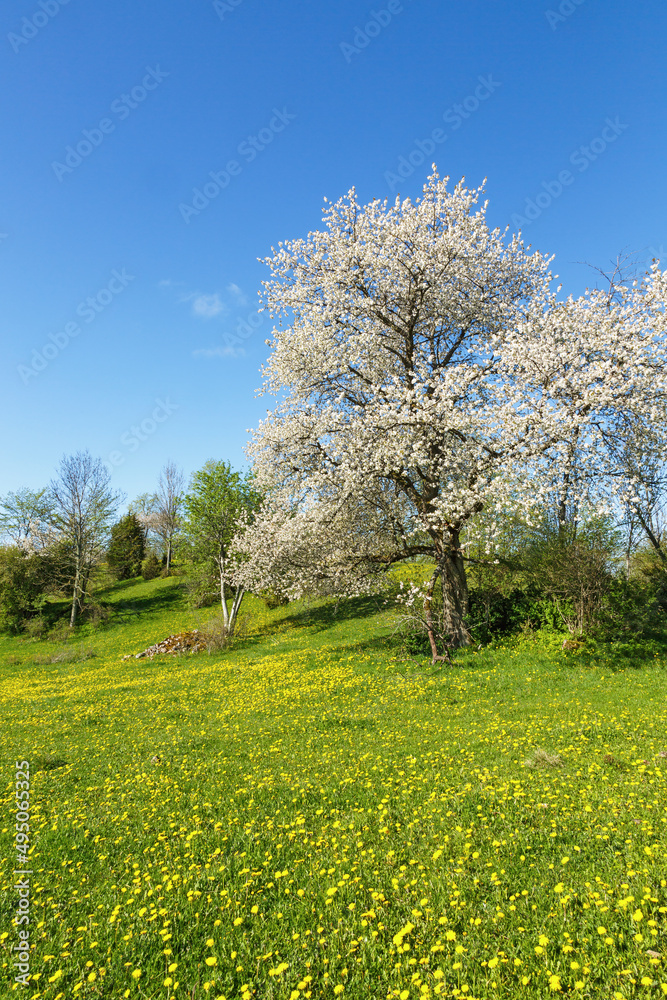 Spring landscapes with dandelions and flowering fruit trees Spring landscapes with dandelions and flowering fruit trees