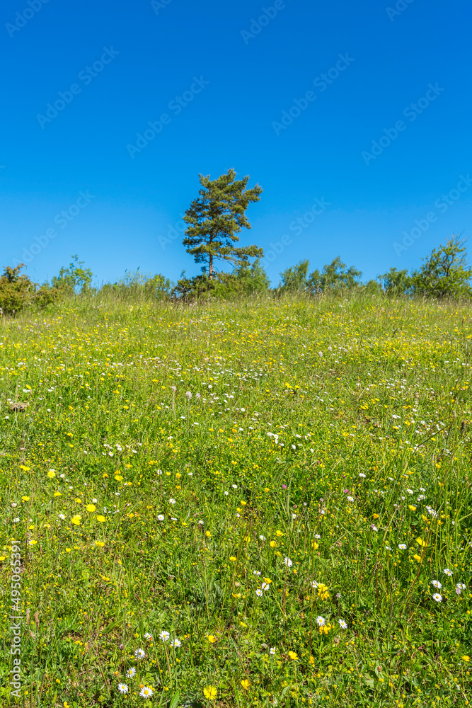 Blossoming summer meadow with a lonely tree Blossoming summer meadow with a lonely tree