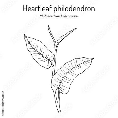Heartleaf philodendron Philodendron hederaceum, or scandens , ornamental house plant. photo