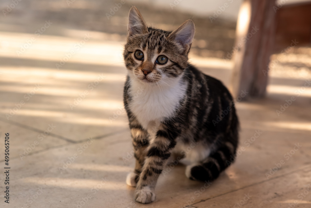 Fototapeta premium cute gray kitten close-up sitting on the path outdoor