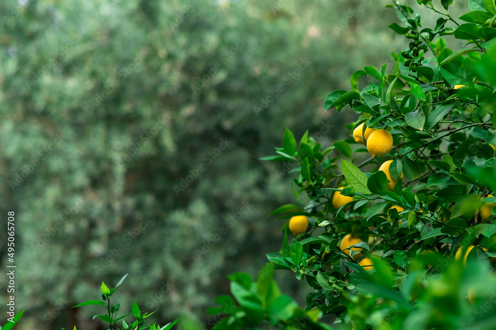 ripe lemons on a branch in an orchard on a blurred background