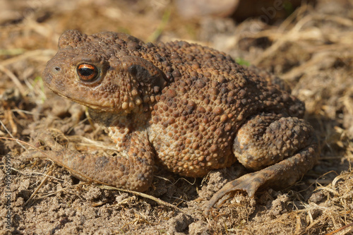 Closeup on a female European common toad , Bufo bufo, in the garden