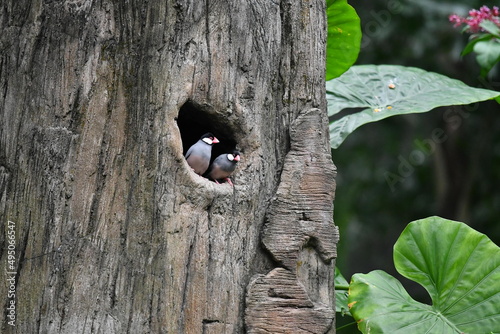 Two birds in a tree hole