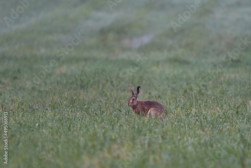 Hares on a green meadow. The symbol of the upcoming Easter holidays. Wild animals in nature, spring landscape. © PhotoRK