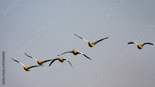 Egyptian geese, Alopochen aegyptiaca flying on blue sky