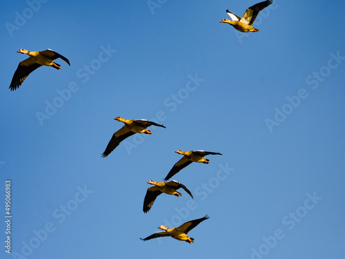 Egyptian geese  Alopochen aegyptiaca flying on blue sky