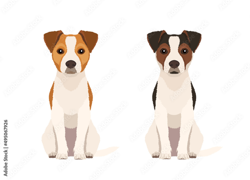 Vector hand drawn illustrations of two sitting Jack Russel Terriers in two different colors isolated on white background Vector hand drawn illustrations of two sitting Jack Russel Terriers in two different colors isolated on white background