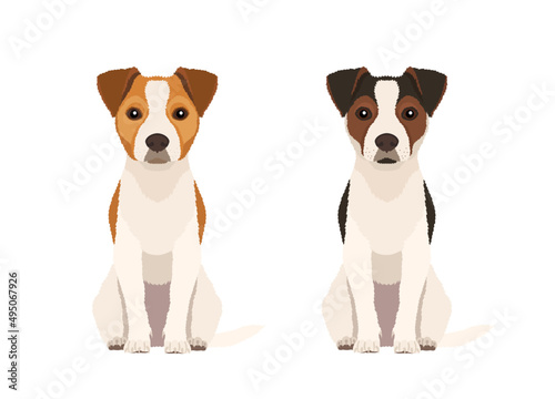 Vector hand drawn illustrations of  two sitting Jack Russel Terriers in two different colors isolated on white background
