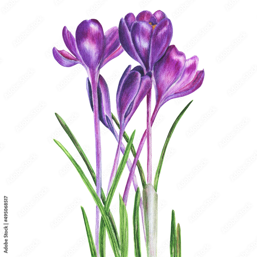 Watercolor crocus flowers on a white background - botanical realistic illustration