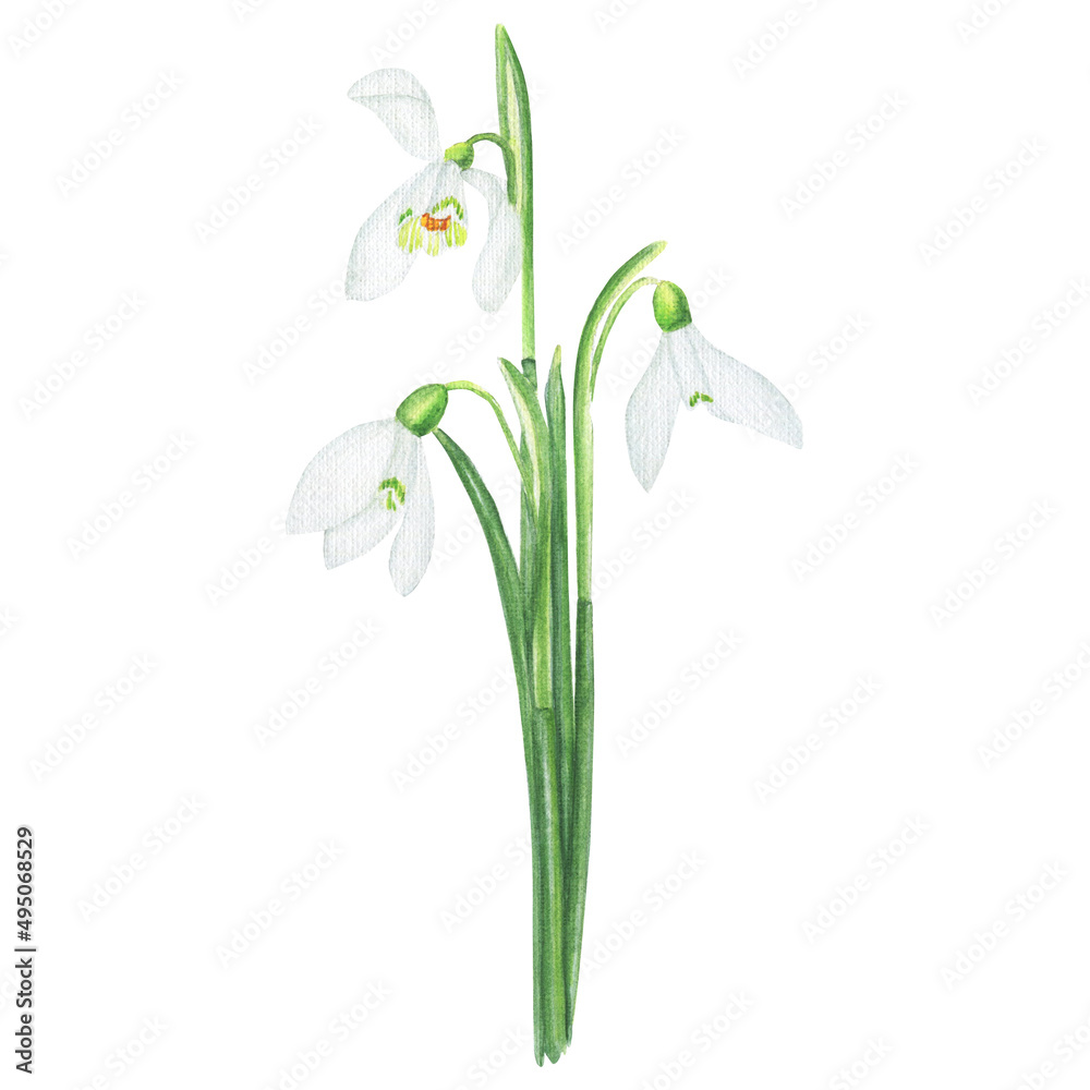 Watercolor snowdrop flowers on a white background - botanical realistic illustration Watercolor snowdrop flowers on a white background - botanical realistic illustration