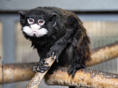 A tamtached tamarin, Saguinus mystax, sits on a branch and observes the surroundings photo