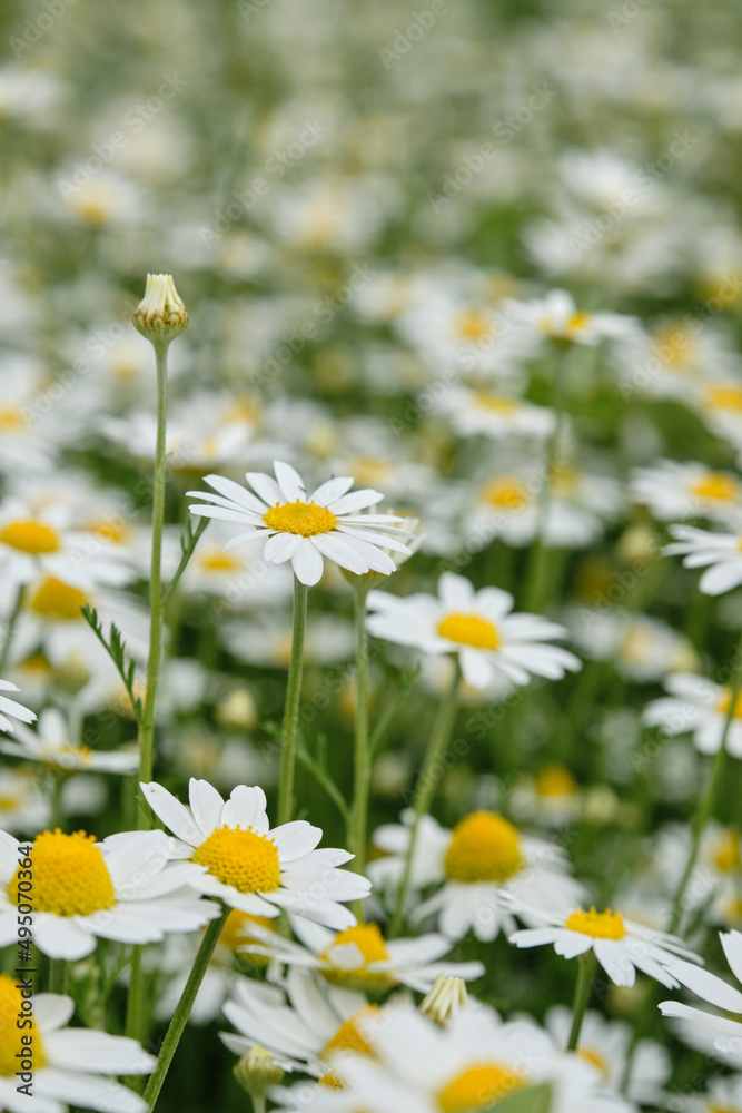 Fototapeta premium White daisies on the meadow, background of daisies. Flowering chamomile pharmacy.