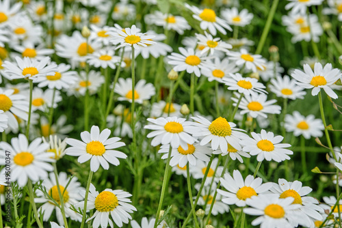 White daisies on the meadow, background of daisies. Flowering chamomile pharmacy.