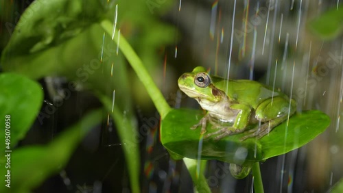 4K slow motion video of frogs bathing in water.
4K 120fps edited to 30fps.