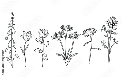 Silhouettes  floral branch and flowers wild and garden.  Hand drawing line, elegant flowers with leaves,  herb, linear sketch. Botanical trendy  style, vector,  black and white, isolated on white back